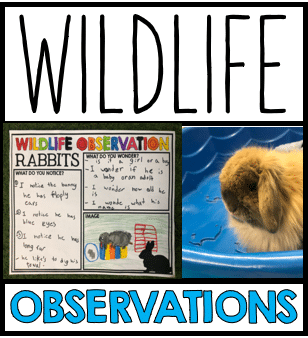 Wildlife Observation in the Classroom