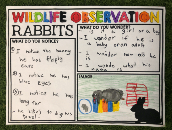 Wildlife observation activities