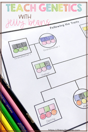 An educational worksheet titled "Teach Genetics with Jelly Beans" designed for upper elementary students, featuring a pedigree chart showing the inheritance of traits through three generations.
